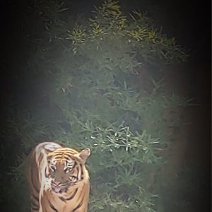 Meet your Posher, Susan